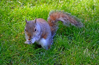 Photographie intitulée "London squirrel (1)" par Claire Roussel, Œuvre d'art originale, Photographie numérique