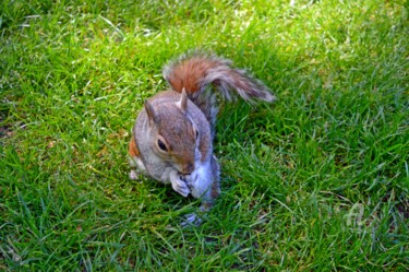 Photographie intitulée "London squirrel (2)" par Claire Roussel, Œuvre d'art originale, Photographie numérique