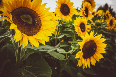 Fotografia intitolato "Sunflower1" da Rene Rovisan, Opera d'arte originale, Fotografia digitale