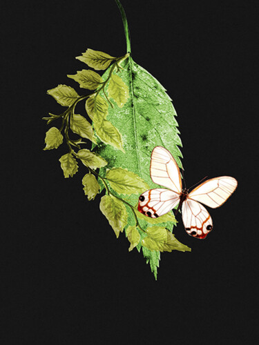 Arts numériques intitulée "Butterfly Visitor" par Roxana Ferllini, Œuvre d'art originale, Photo montage