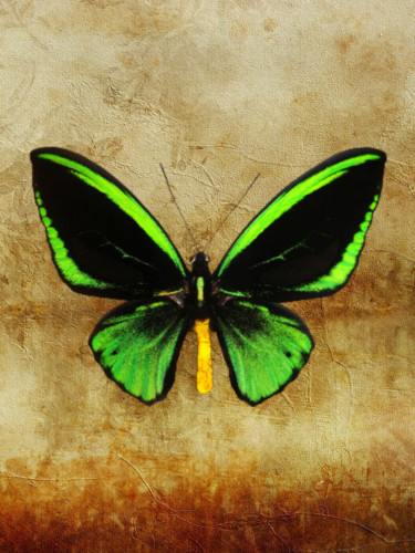 Digital Arts με τίτλο "Birdwing Butterfly" από Roxana Ferllini, Αυθεντικά έργα τέχνης, Ψηφιακή φωτογραφία
