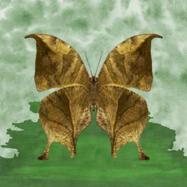 Arte digital titulada "Bark Butterfly" por Roxana Ferllini, Obra de arte original, Foto-montaje