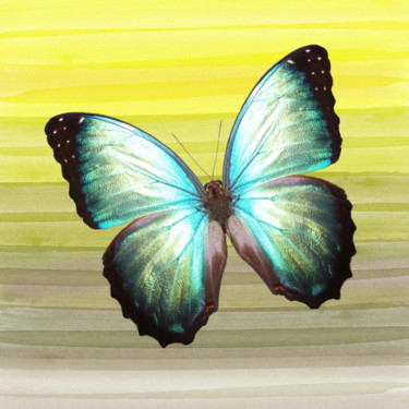 Arte digitale intitolato "Light Blue Morpho" da Roxana Ferllini, Opera d'arte originale, Fotomontaggio