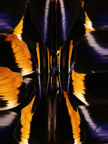 Digitale Kunst getiteld "Altered Wings" door Roxana Ferllini, Origineel Kunstwerk, Gemanipuleerde fotografie