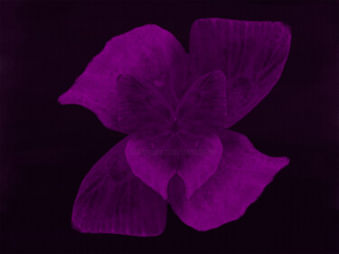 Digitale Kunst getiteld "Orchid" door Roxana Ferllini, Origineel Kunstwerk, Foto Montage