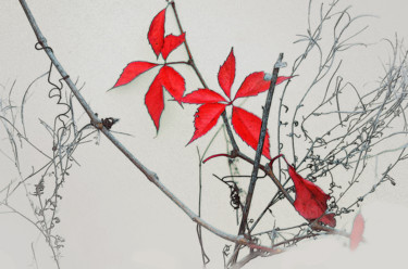 Photographie intitulée "Etoiles rouges" par Michel Guillaumeau, Œuvre d'art originale
