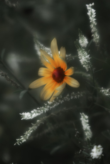 Photographie intitulée "Fleur noire" par Michel Guillaumeau, Œuvre d'art originale, Photographie numérique