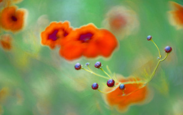 Photographie intitulée "Abstraction florale" par Michel Guillaumeau, Œuvre d'art originale, Photographie numérique