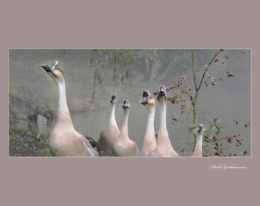 Photographie intitulée "La marche des oies" par Michel Guillaumeau, Œuvre d'art originale, Photographie numérique