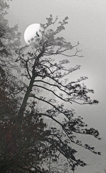 Fotografia zatytułowany „Nocturne” autorstwa Michel Guillaumeau, Oryginalna praca, Fotografia cyfrowa