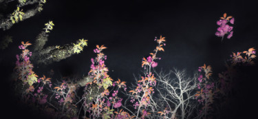 Fotografia zatytułowany „Fleurs de lumiere” autorstwa Michel Guillaumeau, Oryginalna praca, Manipulowana fotografia