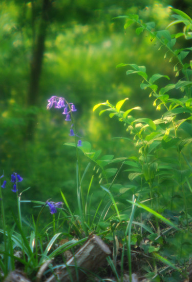 Fotografie mit dem Titel "Sous-bois" von Michel Guillaumeau, Original-Kunstwerk, Digitale Fotografie