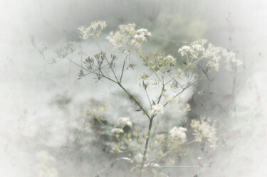 Photographie intitulée "Pureté végétale" par Michel Guillaumeau, Œuvre d'art originale, Photographie manipulée