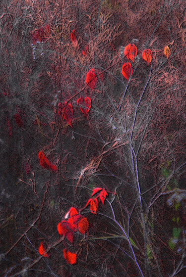 Photography titled "Arbre à coeurs ( fr…" by Michel Guillaumeau, Original Artwork, Digital Photography