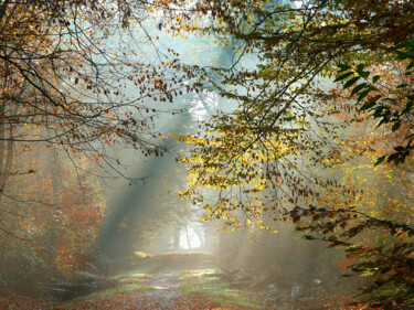 Photographie intitulée "Forêt d'automne" par Michel Guillaumeau, Œuvre d'art originale, Photographie numérique