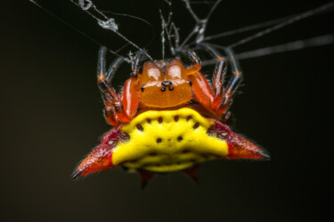 Photographie intitulée "Spiked !" par Ruddy Bellon, Œuvre d'art originale, Photographie numérique