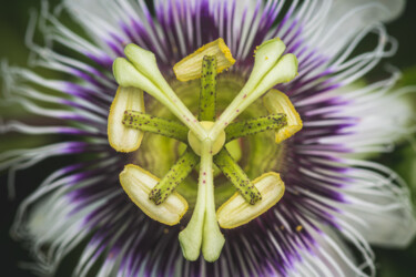 "Passiflore" başlıklı Fotoğraf Ruddy Bellon tarafından, Orijinal sanat, Dijital Fotoğrafçılık