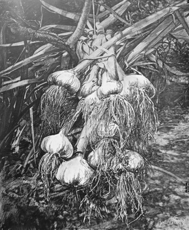Картина под названием "Чеснок" - Mikhail Rudnik, Подлинное произведение искусства, Древесный уголь