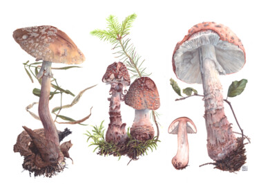 Schilderij getiteld "Amanita rubescens" door Rudolf Suran, Origineel Kunstwerk, Aquarel