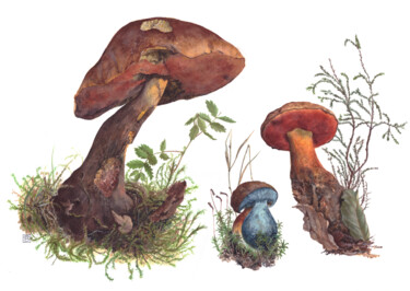绘画 标题为“Boletus luridiformis” 由Rudolf Suran, 原创艺术品, 水彩