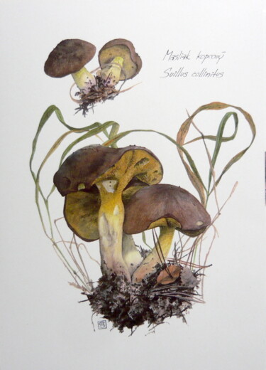 Schilderij getiteld "Suillus collinitus" door Rudolf Suran, Origineel Kunstwerk, Aquarel