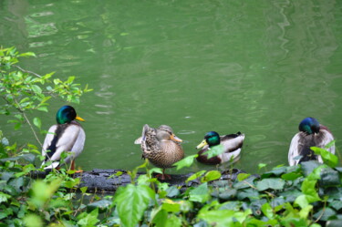 Fotografía titulada "Pond with Ducks, Pa…" por Ruslan Geroyev, Obra de arte original, Fotografía digital