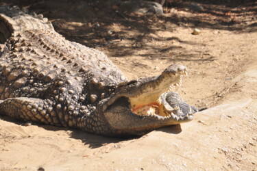 Photographie intitulée "Crocodile Alligator…" par Ruslan Geroyev, Œuvre d'art originale, Photographie numérique
