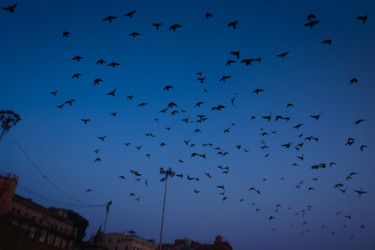 Photography titled "Morning birds, Bena…" by Ruud Kimmelaar, Original Artwork, Digital Photography