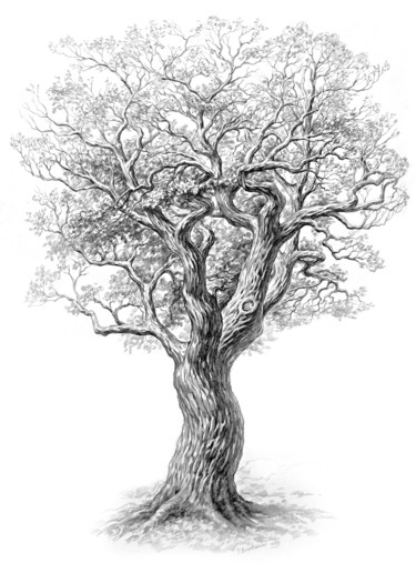 Disegno intitolato "Oak." da Ruslan Vigovsky, Opera d'arte originale, Grafite