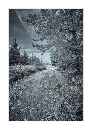Fotografia zatytułowany „Jesienna ścieżka” autorstwa Ryszard Stelmachowicz, Oryginalna praca, Fotografia cyfrowa