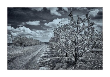Fotografia zatytułowany „Droga przez sad” autorstwa Ryszard Stelmachowicz, Oryginalna praca, Fotografia cyfrowa