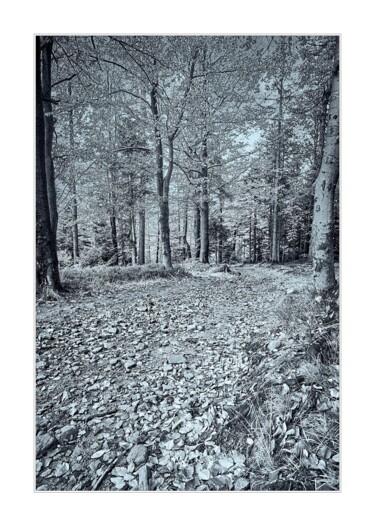 Photography titled "Jesień wśród drzew" by Ryszard Stelmachowicz, Original Artwork, Digital Photography