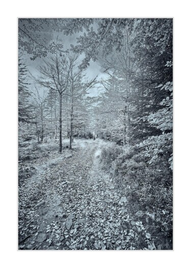 Fotografía titulada "Jesienny spacer" por Ryszard Stelmachowicz, Obra de arte original, Fotografía digital
