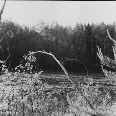 Near the swamp II Photographie intitulée "Near the swamp II" par Rytis Gervickas, Œuvre d'art originale, Photographie argentique