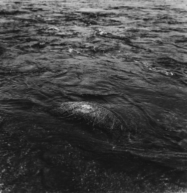 Shallow water Photographie intitulée "Shallow water" par Rytis Gervickas, Œuvre d'art originale, Photographie argentique