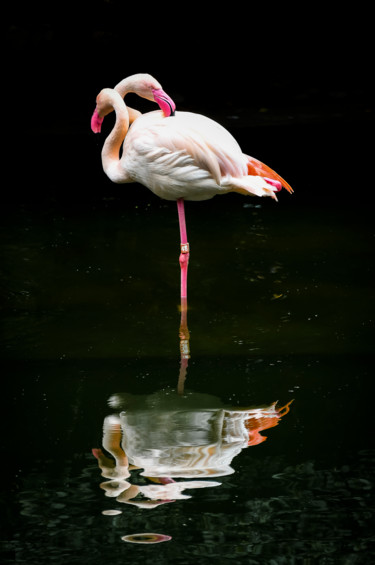Fotografie mit dem Titel "Flamingo_2" von Sergio Capuzzimati, Original-Kunstwerk, Digitale Fotografie