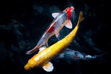 Photography titled "Yin Yang fishes" by Sergio Capuzzimati, Original Artwork, Digital Photography