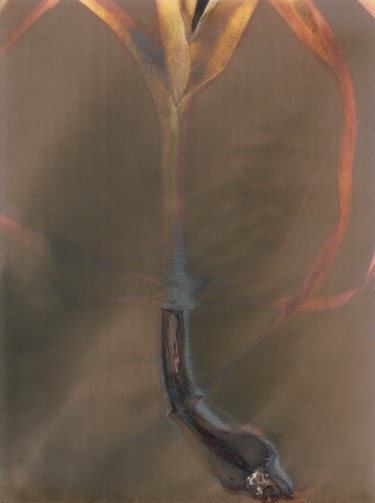 Photographie intitulée "Lumen #72 - Poireau" par Sébastien Verdière, Œuvre d'art originale, Photographie argentique