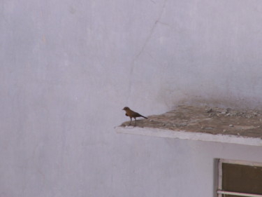 Photographie intitulée "Petit Oiseau" par Sabine Marand, Œuvre d'art originale, Photographie numérique