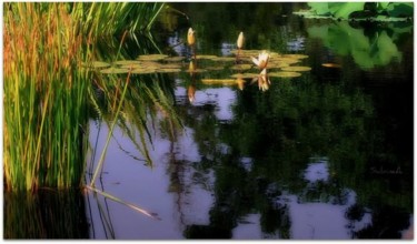 Fotografia intitolato "Quiet Waters" da Sabine A, Opera d'arte originale