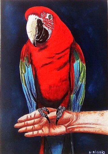 Schilderij getiteld "Perroquet ara rouge" door Sabrina Riggio, Origineel Kunstwerk, Aquarel