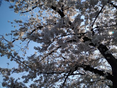 Fotografia zatytułowany „Sakura, Blue Sky” autorstwa Sabrina Timsit, Oryginalna praca, Fotografia cyfrowa