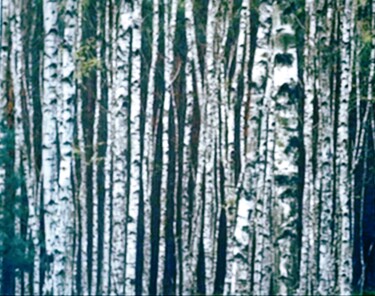 Painting titled "Birches 1" by Salah El Moncef, Original Artwork, Pigments
