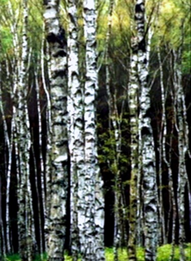 Painting titled "Birches 2" by Salah El Moncef, Original Artwork, Pigments