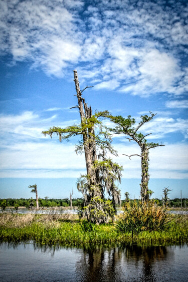 Desolation Tree Photographie intitulée "Desolation Tree" par Images By Laney, Œuvre d'art originale, Photographie numérique
