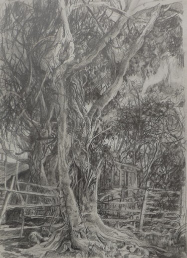 Dibujo titulada "Ficus del jardin" por Salvador Velarde, Obra de arte original, Lápiz