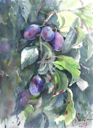 Painting titled "Sweet plums." by Samira Yanushkova, Original Artwork, Watercolor