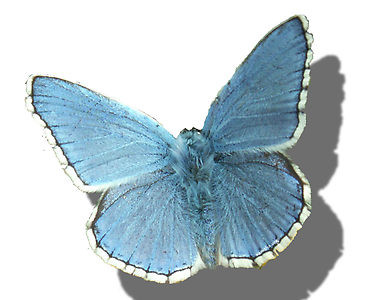 Collages titled "Blue Moth" by Samitha Hess, Original Artwork, Other