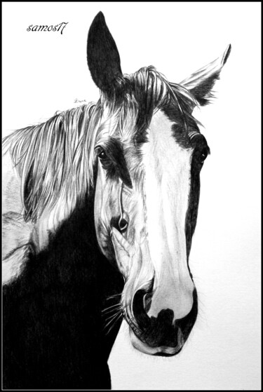 Σχέδιο με τίτλο "cheval au crayon" από Samos17 Portraitiste, Αυθεντικά έργα τέχνης, Μολύβι