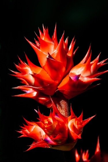 Photography titled "Kaktusblüte" by D-Art / Dagmar Ackerknecht, Original Artwork, Digital Photography